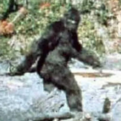 The Elusive BIGFOOT and the Importance of Target ID!!!